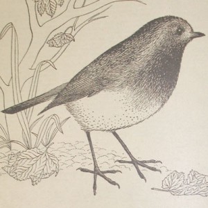 1957 Bluecol Robin Logo
